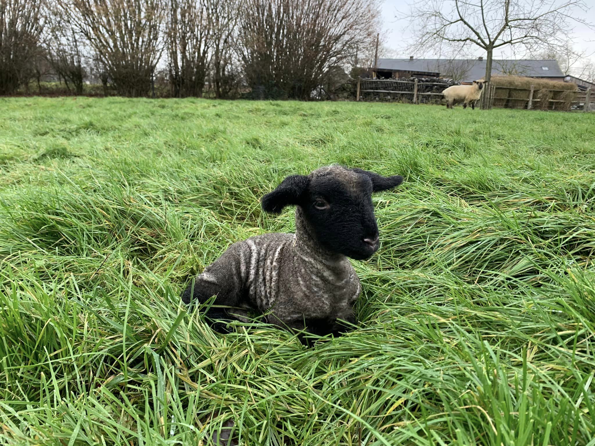 Un petit agneau noir dans les près de la bergerie