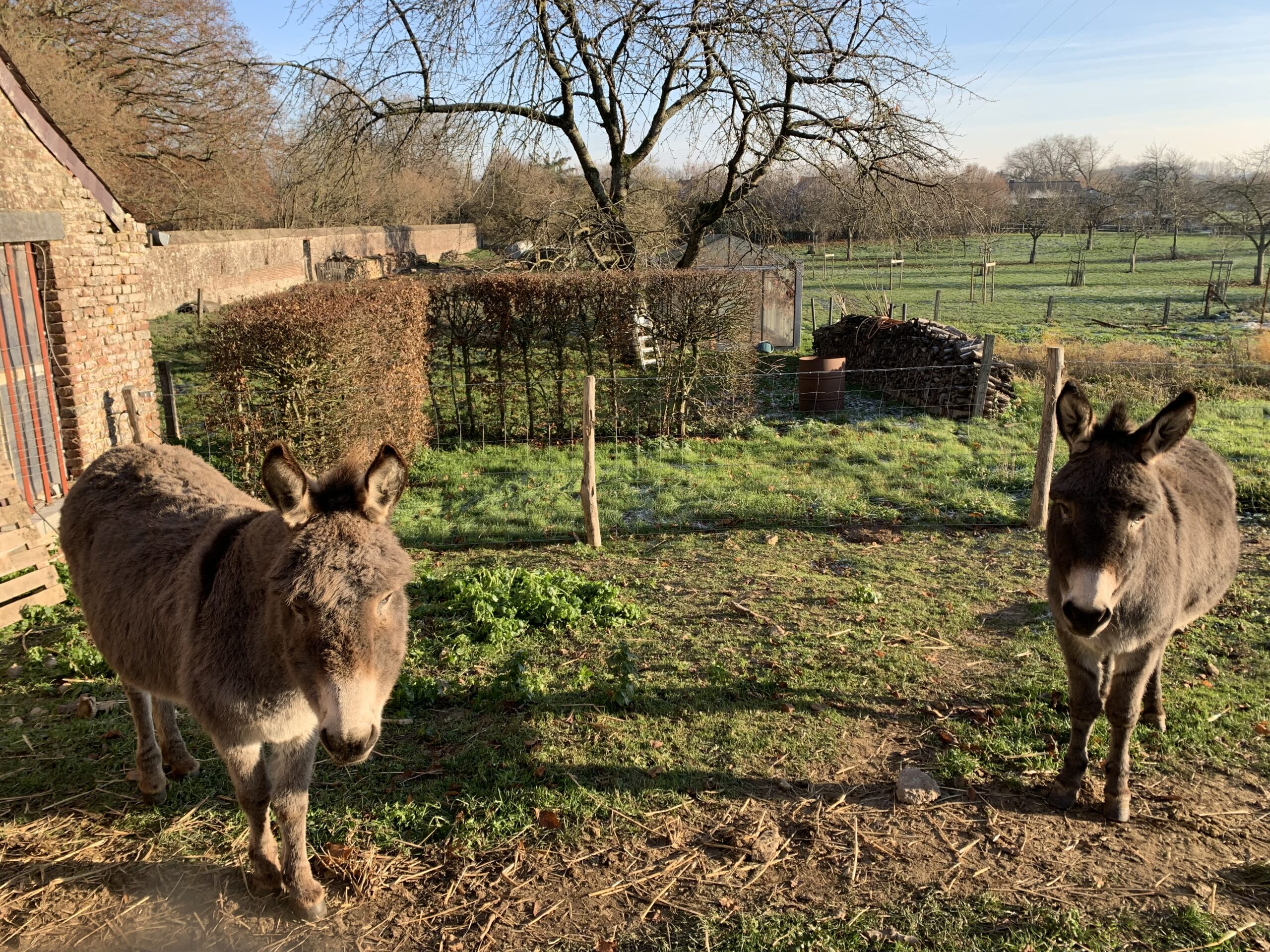 Tartine et Biscotte les deux mascottes du Gîte familiale à la ferme